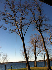 Scanlon Tree Services