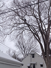 Scanlon Tree Service